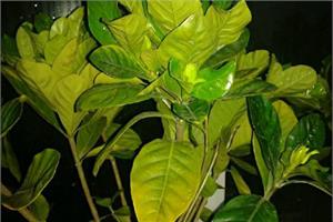 栀子花叶子发黄原因分析 栀子花叶子发黄处理方法