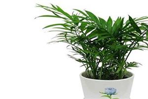 适合室内的耐阴植物盆栽及养护有哪些