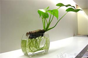 水培滴水观音有妙招 做到这3点即可