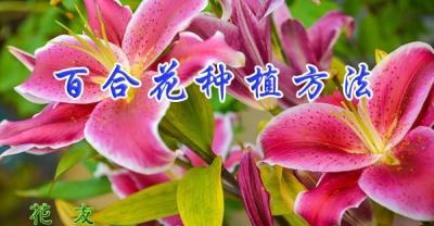 迷迭香的栽培种植方法