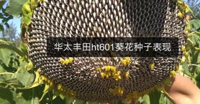 24种最好种植的耐旱植物，缺水或懒人种植必备