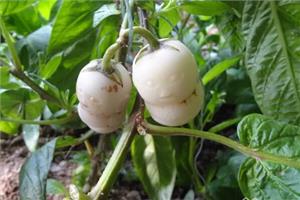 人参果的种植播管理 养人参果殖注意事项