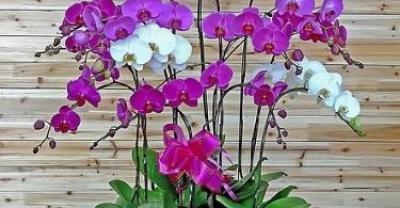 宝石花（石莲花）的养殖方法