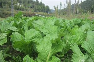 芥菜的营养价值及功效是什么