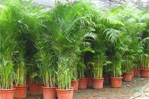 什么样的植物才能净化室内空气