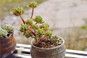 多肉植物柳叶莲华好养吗 柳叶莲华的养殖方法