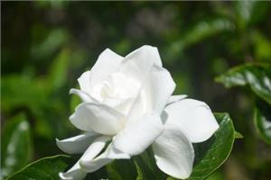 栀子花的养殖条件 养殖栀子花需要注意什么