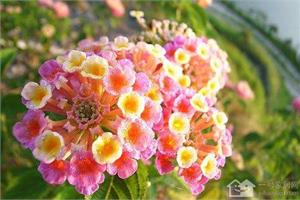 不适合室内养的植物 哪些花花草草属于室内绿色杀手