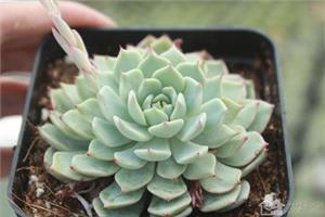 多肉植物红爪如何养殖 还红爪娇艳欲滴的美貌