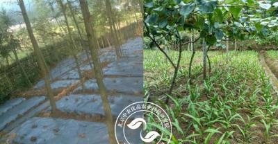 农村能不能种植艾草？