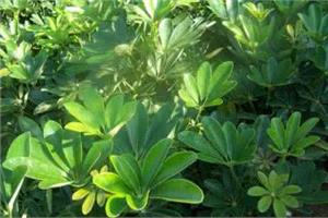 鸭脚木的养殖方法 鸭脚木养殖的注意事项