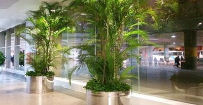 没养过这些植物的人，不足以谈园艺！