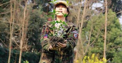 樱花盆栽如何种植 种植樱花盆景需要注意的事项
