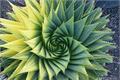 芦荟开花后怎么处理 芦荟一般多久会开花
