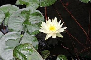睡莲基本知识 怎么种植睡莲效果好