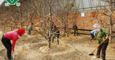 桔梗的种植季节和方法：桔梗如何种植什么时候种植？种植桔梗的注意事项