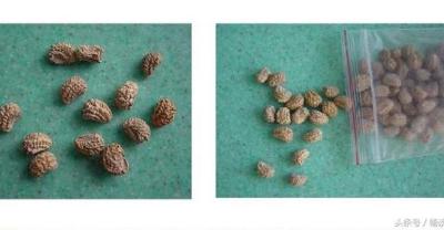 盆栽富贵竹的种植方法