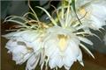 昙花什么时候开花