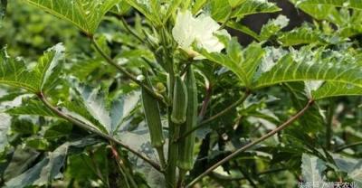 日香桂种植的最佳时间及种植方法