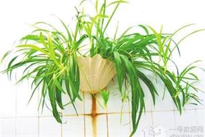 家居植物:吊兰叶子发黄的5个原因和处理方法