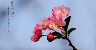 油菜种植步骤