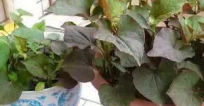 成人种植牙多少钱？