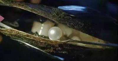 紫竹的养殖方法及注意事项