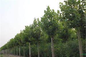 速生法桐种植技术 速生法桐价格