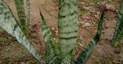 盆栽蔬菜种植全过程
