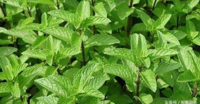 深圳种植牙多少钱？