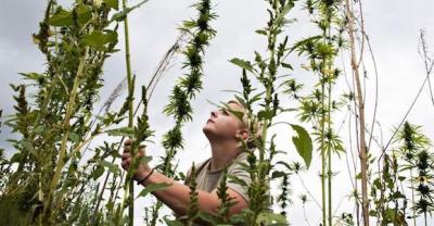 香椿芽的冬季大棚种植