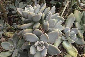 石莲花的花语是什么 石莲花如何养殖好