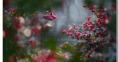 中国园艺盆景精赏真柏、大阪松、对节白蜡、三角枫——西泠秋拍