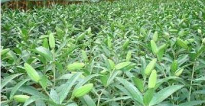 番石榴种植怎么育苗？