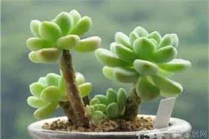 养殖多肉必备技能 多肉植物烂根后的处理方法