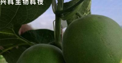 阳台种植蘑菇的方法