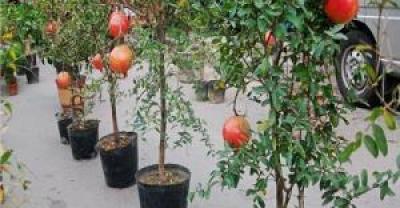 甜玉米高产种植技术，甜玉米是真正的转基因甜玉米是转基因的吗