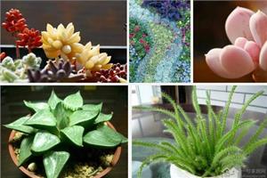 植物不能乱养 这些植物有毒