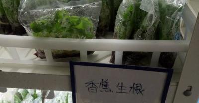 柠檬盆栽的种植方法