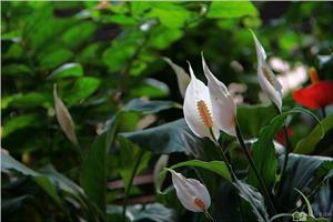 白掌花可以在室内养殖吗 白掌花有毒吗