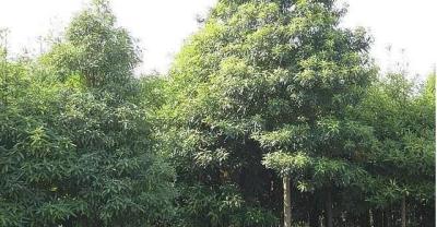 盆栽韭黄的种植方法