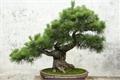 室内盆景植物有哪些呢