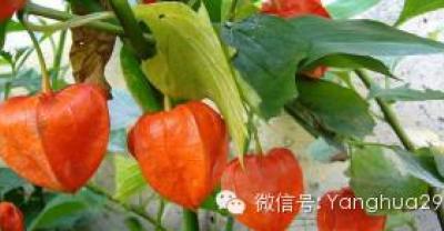 水产养殖清塘方法大全