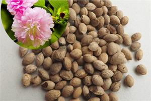 樱花种子种植方法？樱花种子什么时候播种