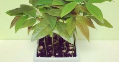 盆栽蓝莓种植的注意事项