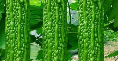 蔬菜种植时间表（收藏版）