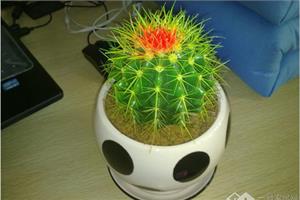 仙人球养殖办法 浇水频率看季节