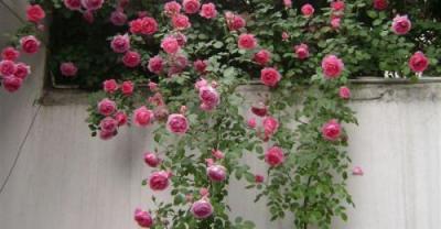 8个屋顶花园实拍图 八种不同风格屋顶花园设计 园艺爱好者必藏