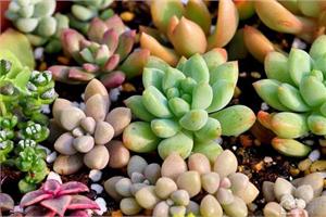 肉植物的繁殖方式 多肉植物怎么换盆