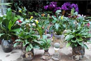 家居植物：室内摆放水培花卉有什么技巧